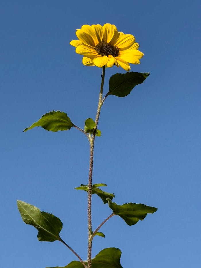 journey sunflower blossom under vibrant sky