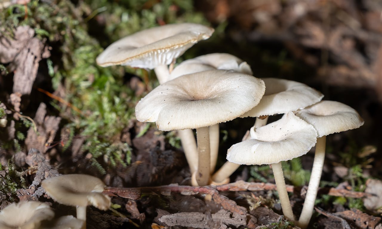 Cluster of white mushrooms growing on forest floor, surrounded by moss and leaves.