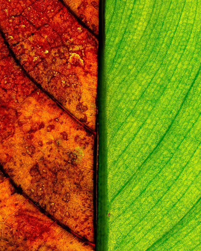 pexels-photo-33933297.jpeg