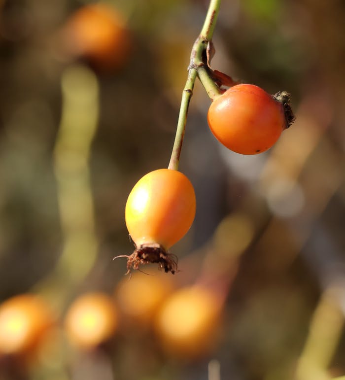 Detailed macro shot of vibrant orange rose hips highlighting their natural texture.
