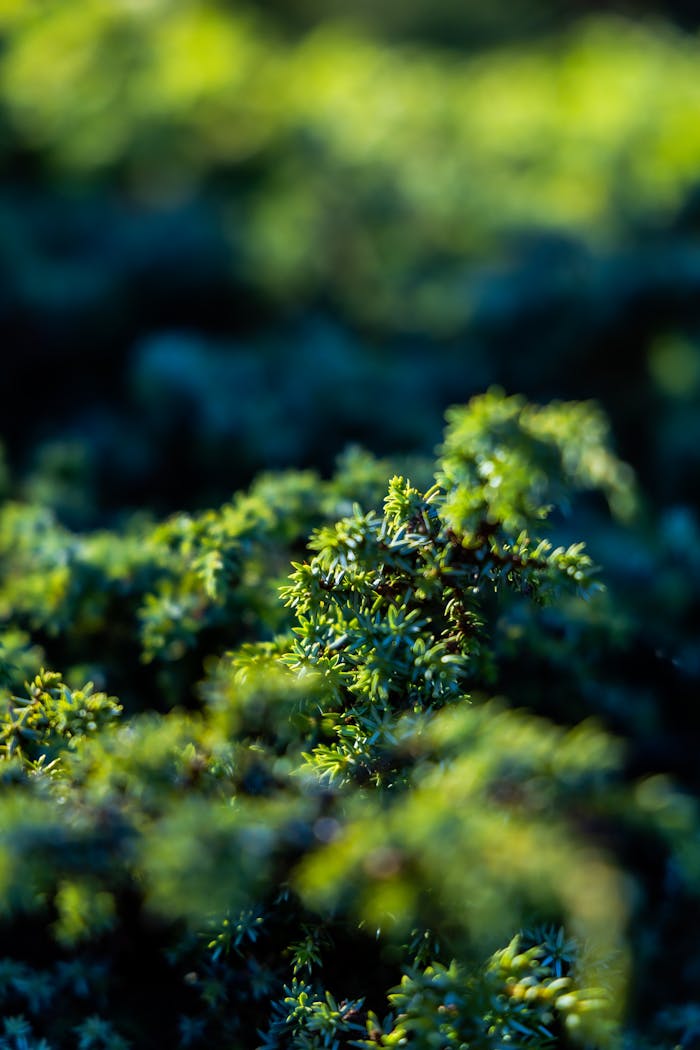 why-choose-us Close-up of vibrant green foliage, captured outdoors with natural lighting in Gümüşhane, Türkiye.